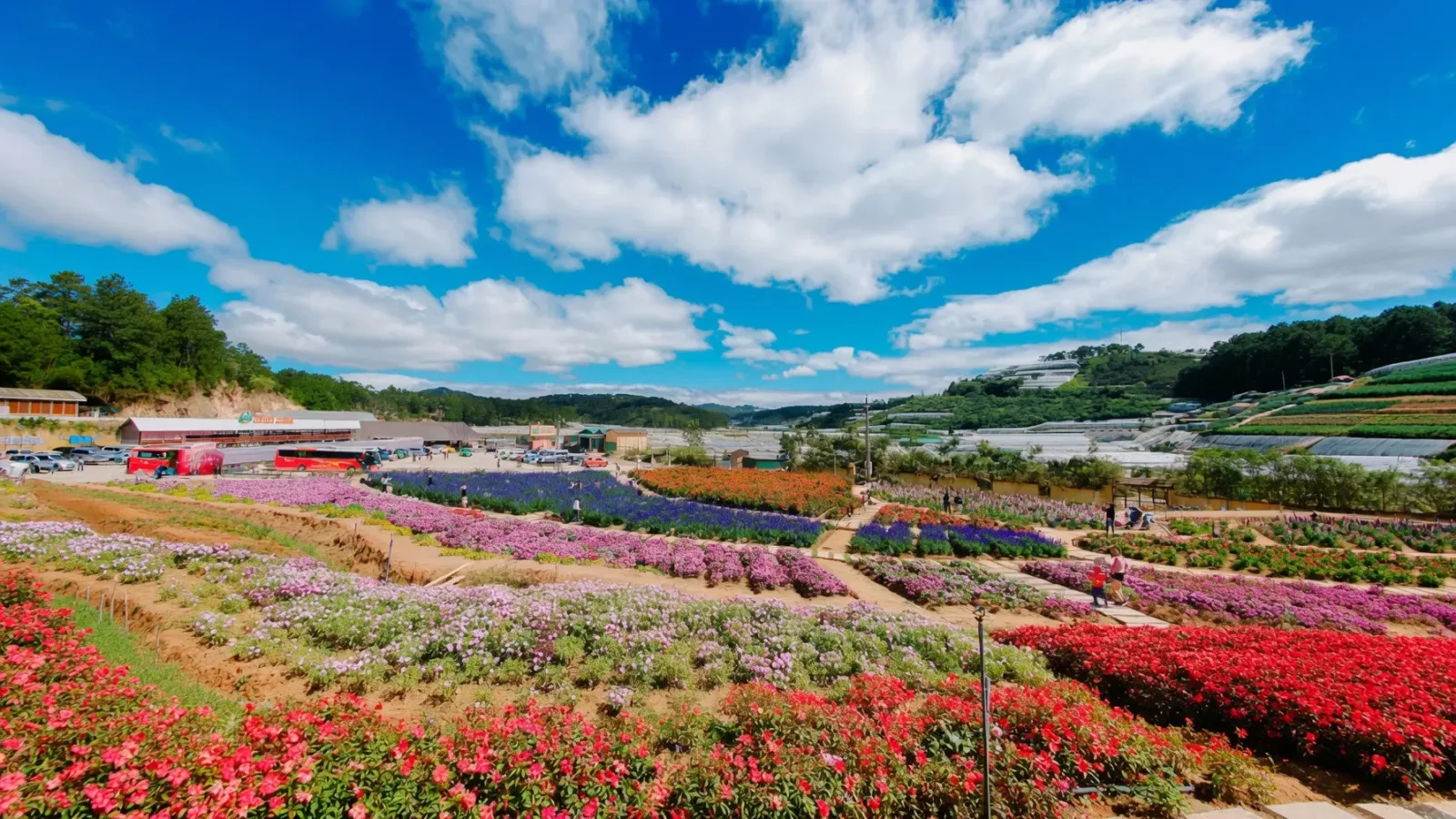 Da Lat Family Farm & Puppy Farm Tour