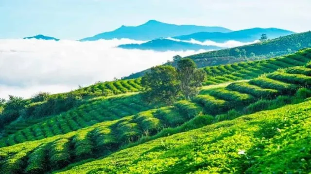 Da Lat Highland Nature & Farm: Farms, Waterfalls, Coffee & Tea Hills