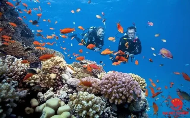 Cham Island Snorkeling Day Trip