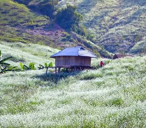 Mộc Châu 투어 — 푸른 차밭과 서북부 꽃의 계절 4