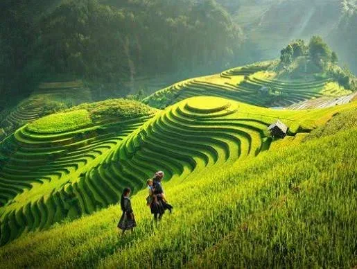 Mộc Châu 투어 — 푸른 차밭과 서북부 꽃의 계절 2