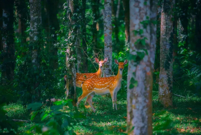 Cuc Phuong National Park Tour — Explore Ninh Binh Tropical Forest 2