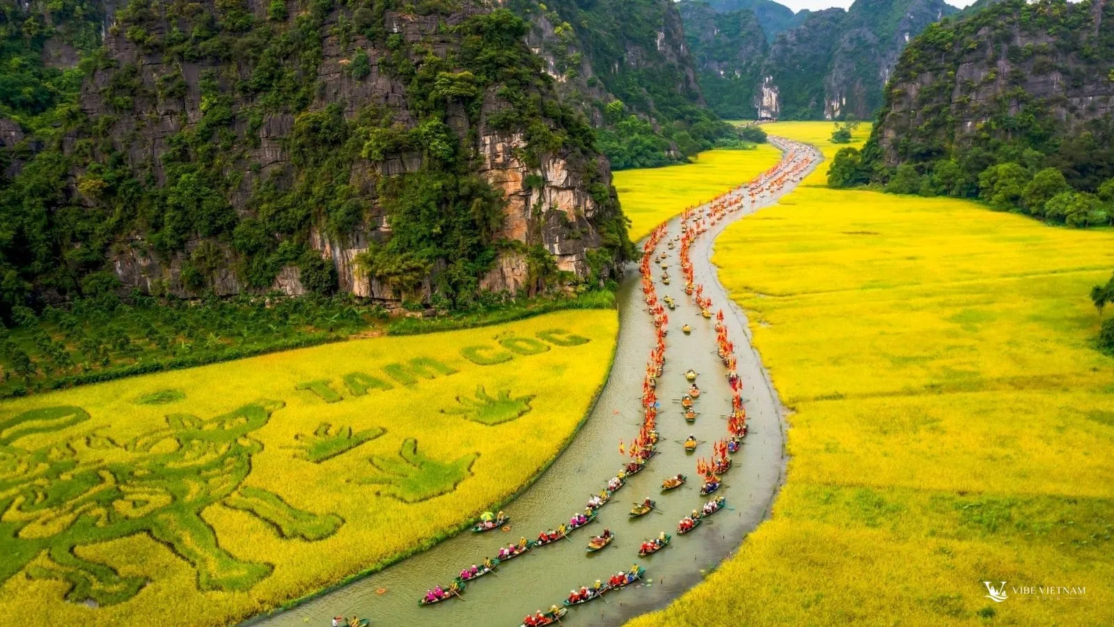 Rowboats queuing along a narrow river through golden rice paddies at the foot of limestone hills