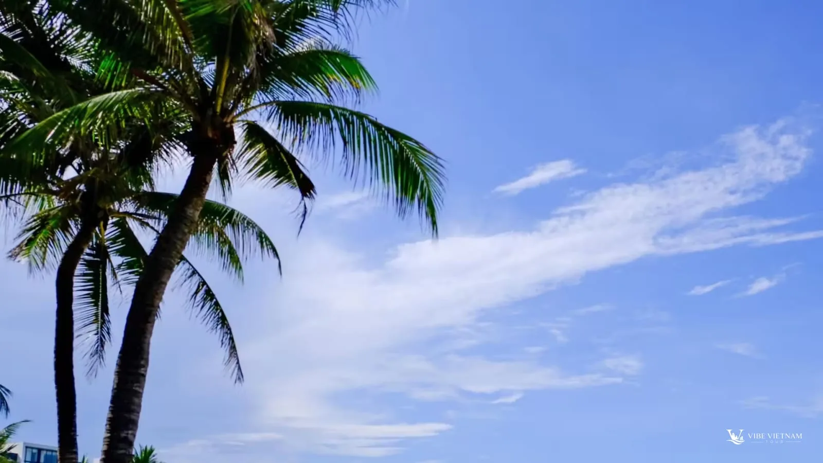 Palm trees and the long sand of My Khe Beach in Da Nang